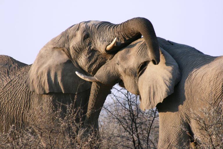 Namibia kuschelnde Elefanten