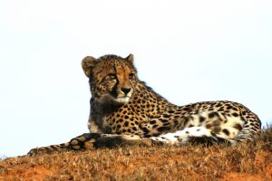 Namibia Gepard