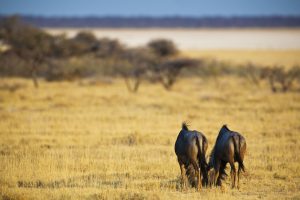 Namibia Gnus