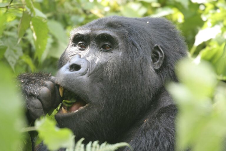 Essender Gorilla