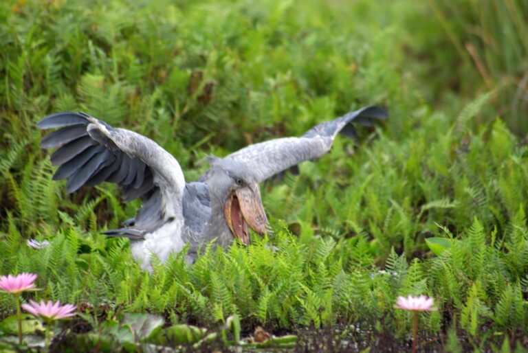 Schuhschnabel Storch im Grass beginnt zu fliegen