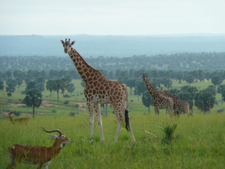 Murchison Falls Nationalpark Giraffen
