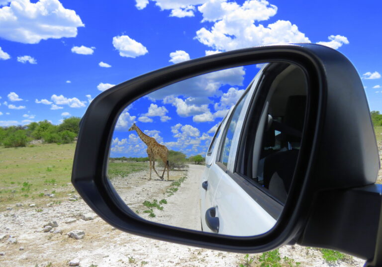 Reisen nach Namibia Giraffe im Rückspiegel
