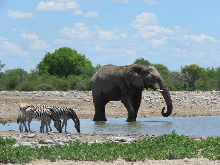 Etosha Elefant und Zebras am Wasser