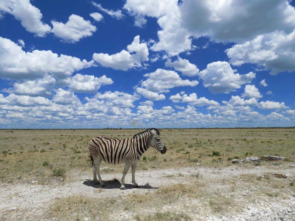 Zebra in Ebene