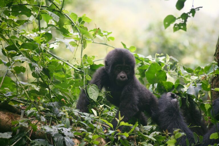 Babygorilla im Wald beim Gorilla Tracking