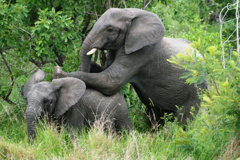 Elefanten übereinander