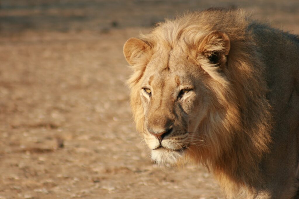 Löwe von der Seite Südafrika