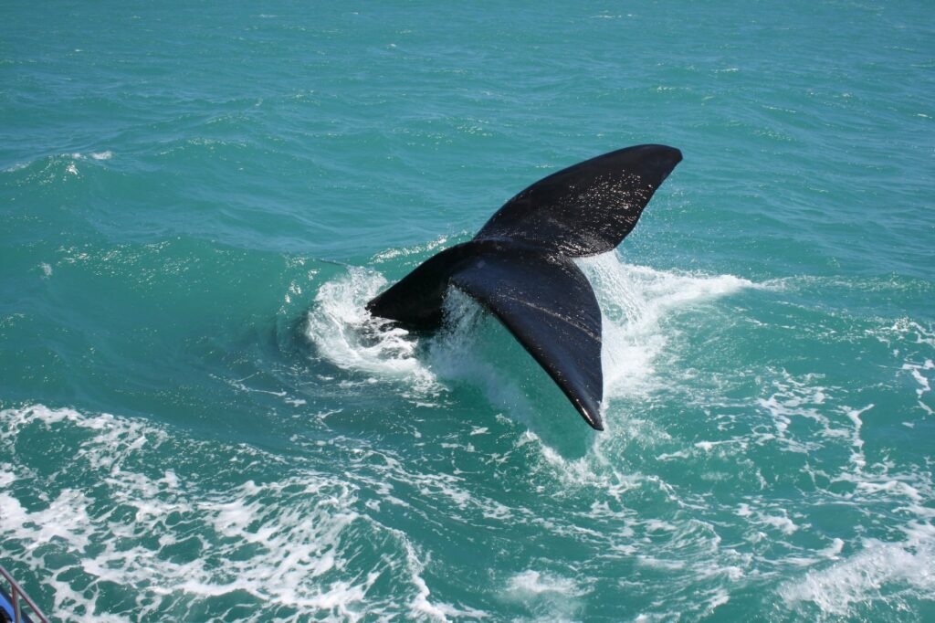 Walflosse ragt aus dem Wasser