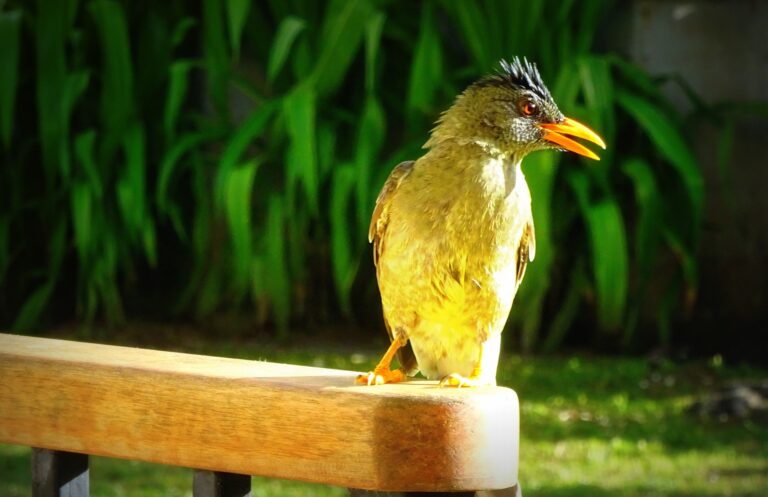 Seychellen bunter Vogel