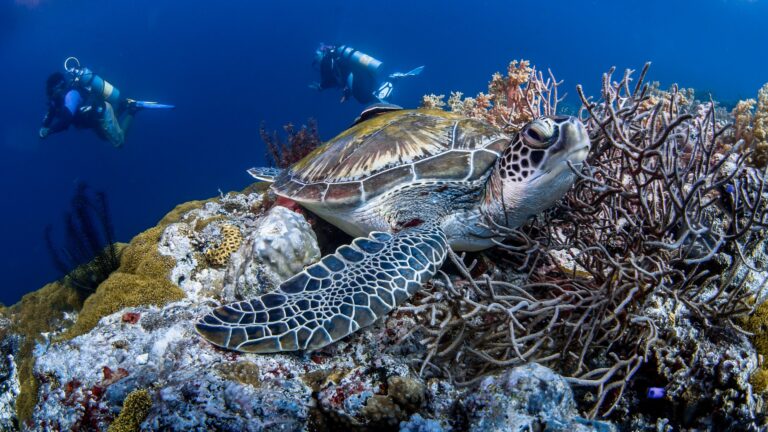 Tauchende Schildkröte im Meer von Seychellen