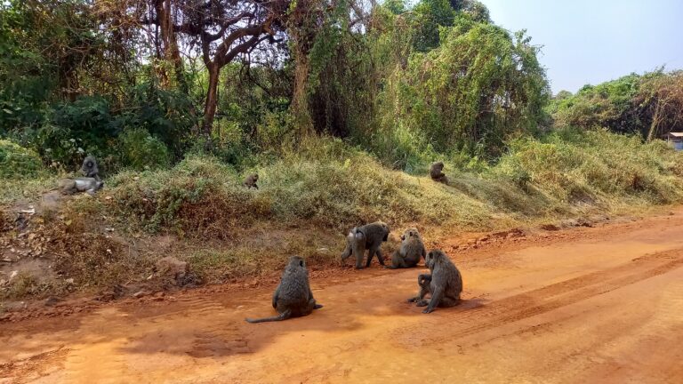 Murchison Falls Affen auf Strasse