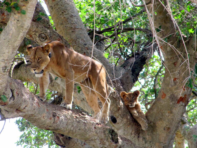 Baumlöwen in Ishasha im Uganda Queen Elisabeth Nationalpark