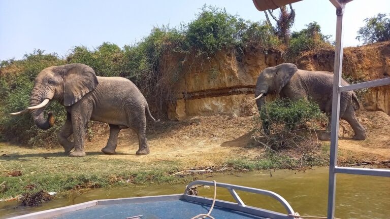 Elefanten am Kazinga Kanal im Queen Elisabeth Nationalpark