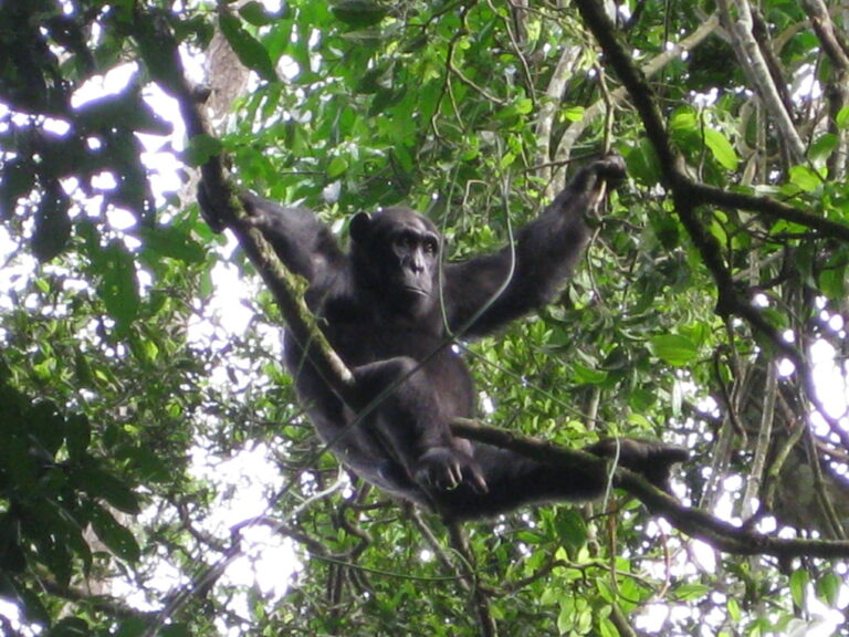 Schimpanse im Baum im Queen Elisabeth Nationalpark