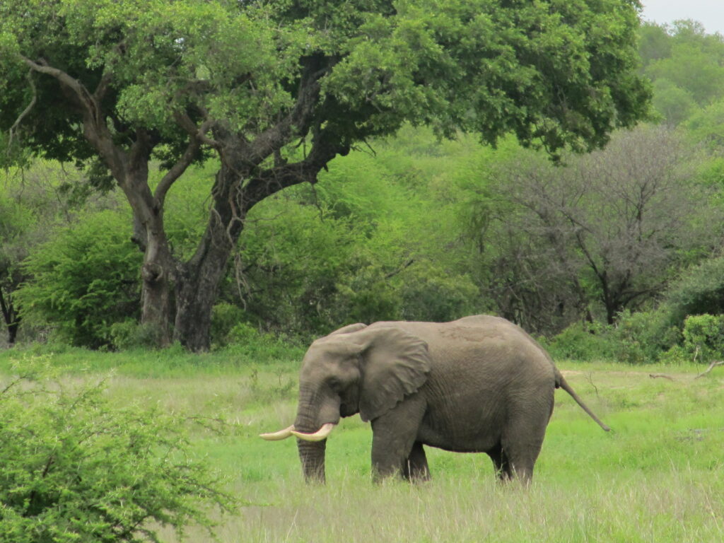 Elefant auf Wiese im Kruger Nationalpark