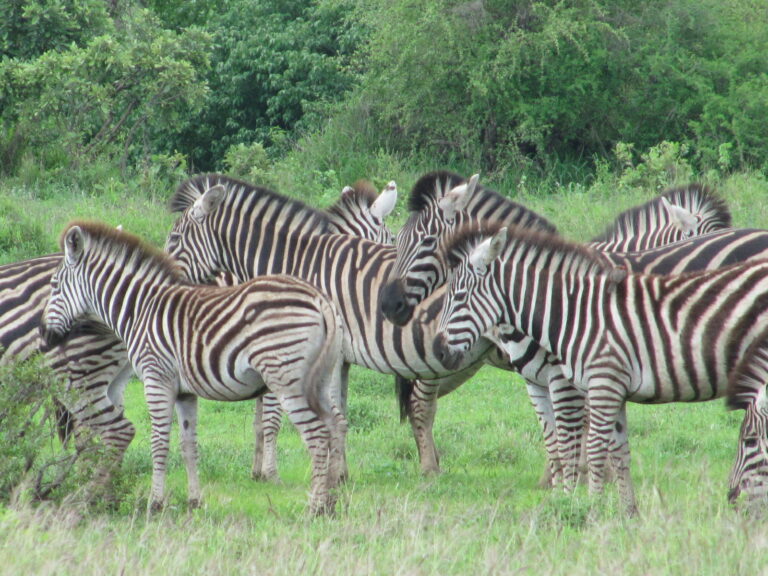 Zebraherde im Kruger Nationalpark