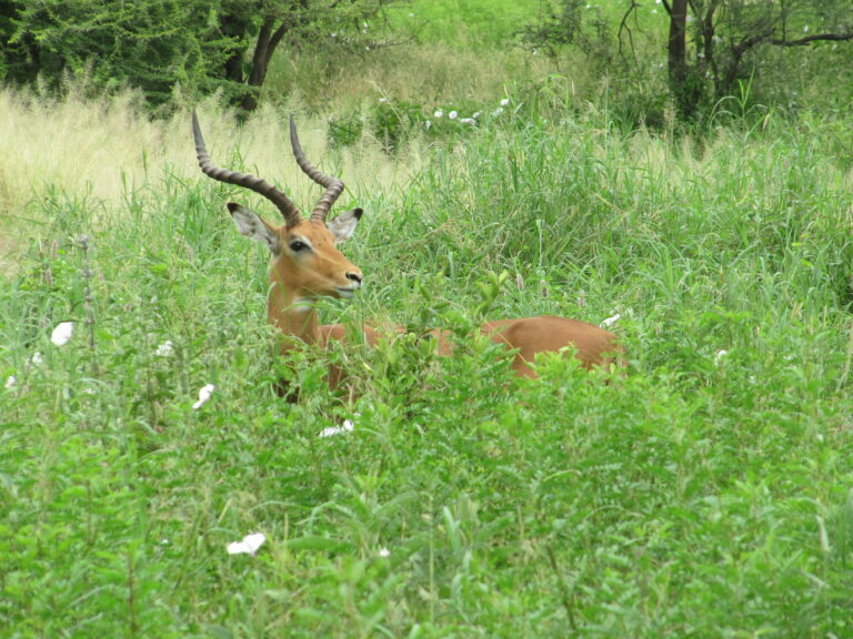 Arusha Nationalpark Impala im Gras