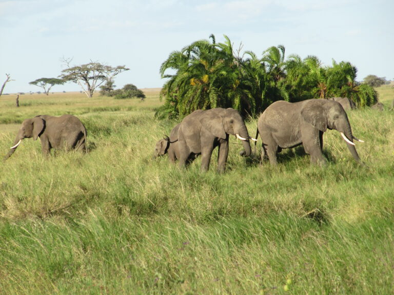 Elefantenherde im Gras in der Serengeti