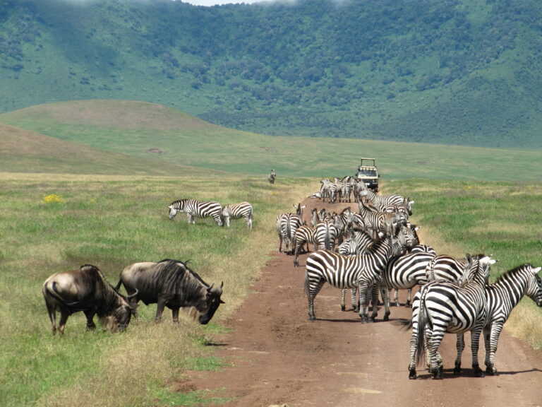 Zebras auf Strasse in Serengeti