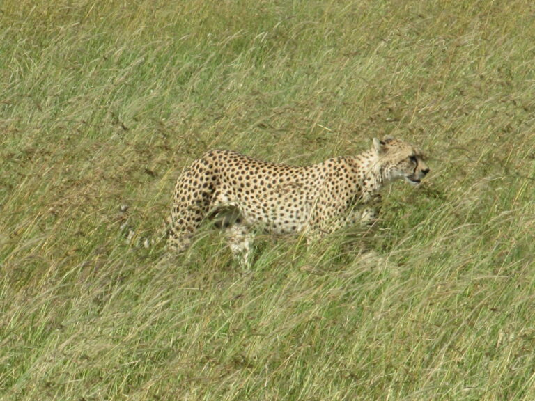 Gepard auf Pirsch in Serengeti