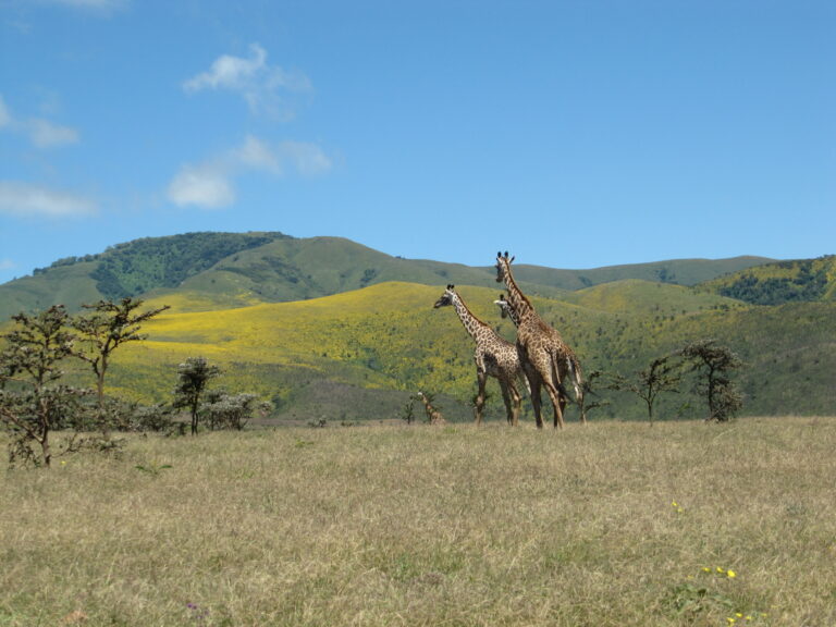 Giraffen im Gras der Serengeti