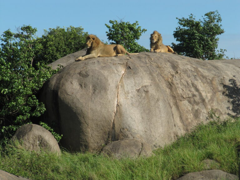 Serengeti Löwen auf dem Felsen