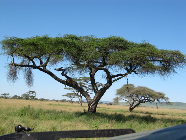 Serengeti Schirmakazie mit Blauem Himmel