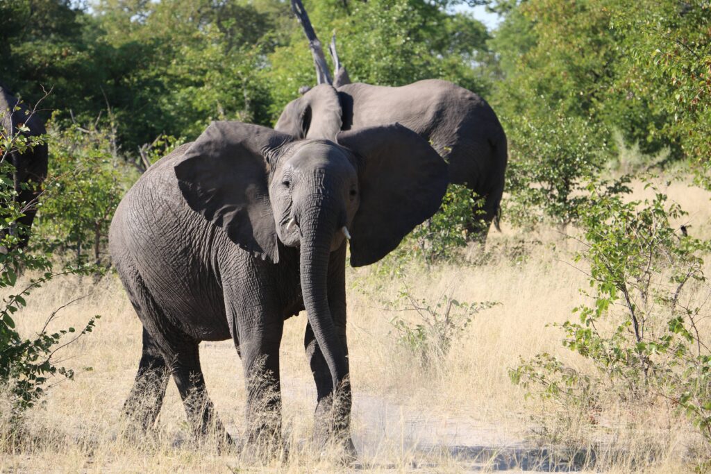 Moremi Elefant in Großaufnahme