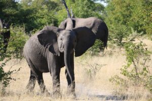 Moremi Elefant in Großaufnahme