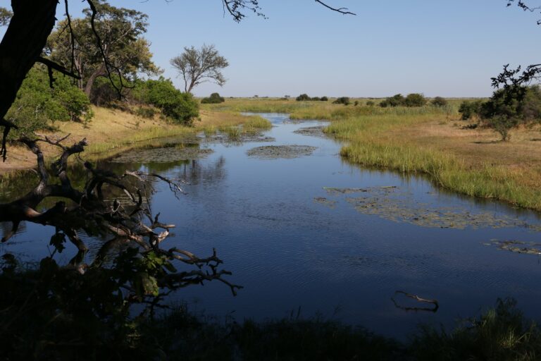 Moremi Fluss und Ufer