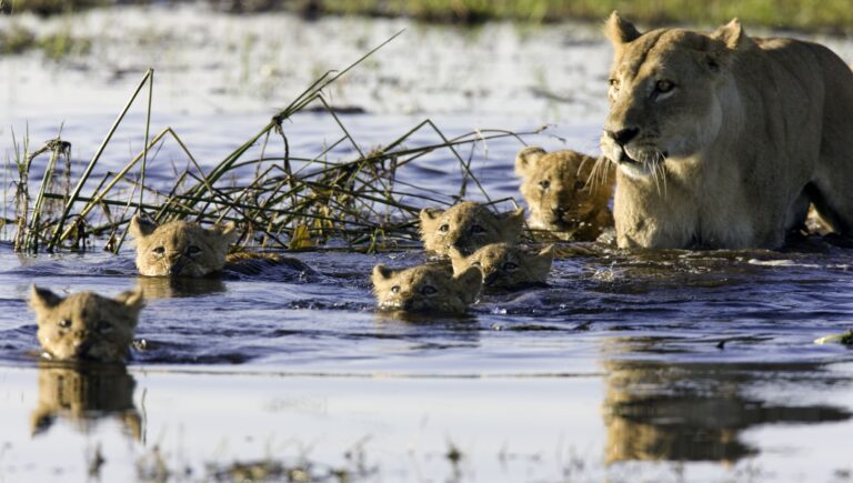 Okavango Delta Löwin mit Kindern im Wasser