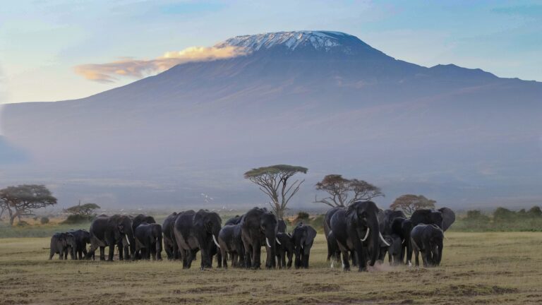 Amboseli Natinalpark Panorama Kilimandscharo mit Elefantenherde