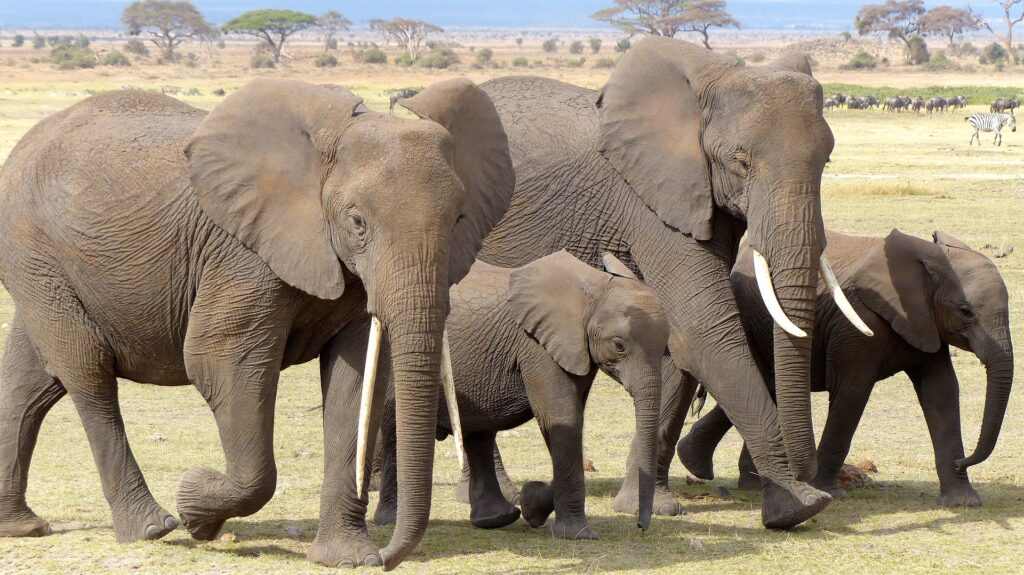 Amboseli Nationalpark Elefantenfamilie