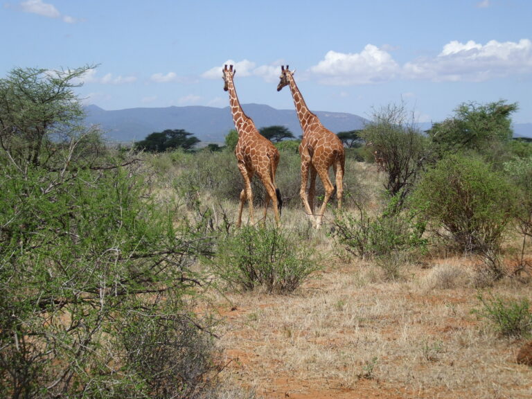 Samburu Nationalpark zwei Giraffen spazieren