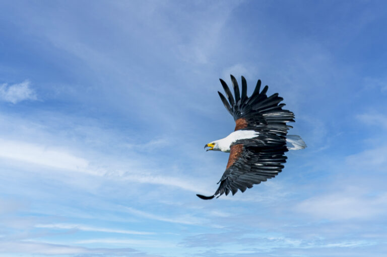 Kasane Chobe Adler in der Luft