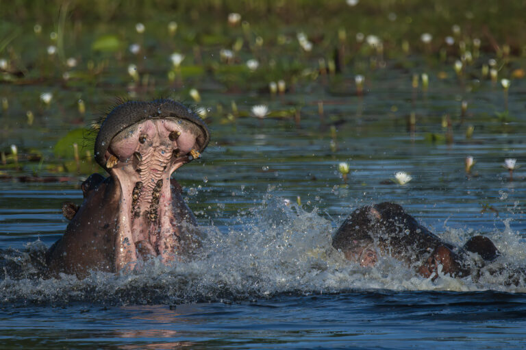 Kasane Chobe kämpfende Flusspferde