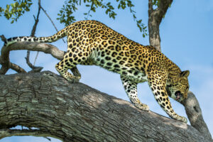 Okavango Delta Leopard klettert