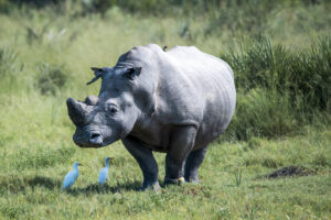 Okavango Delta Nashorn