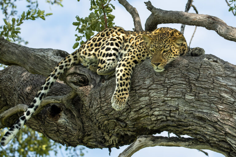 Okavango Delta schlafender Leopard