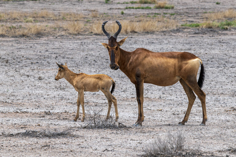 Etosha Nationalpark Antilope mit Kalb