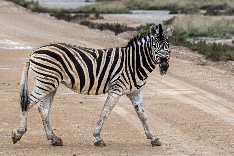 Etosha Nationalpark Zebra