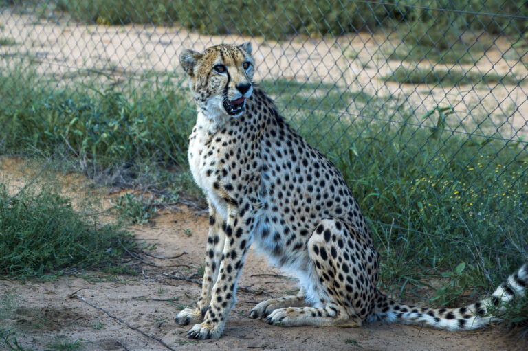 Harnas Wildlife Lodge Gepard mit offenem Maul