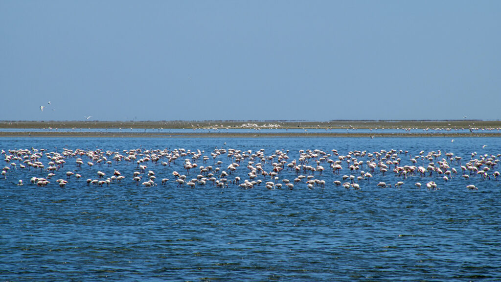 Swakopmund Flamigos im Wasser