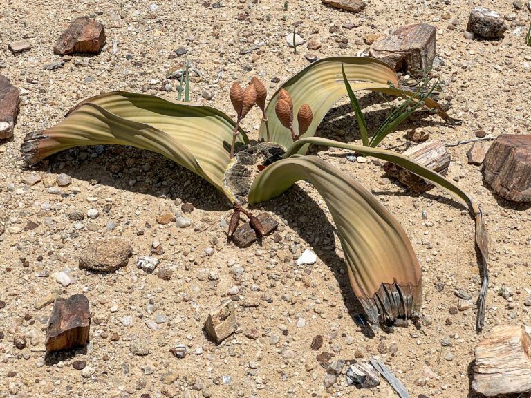 Twyfelfontein Welwitschia mirabilis