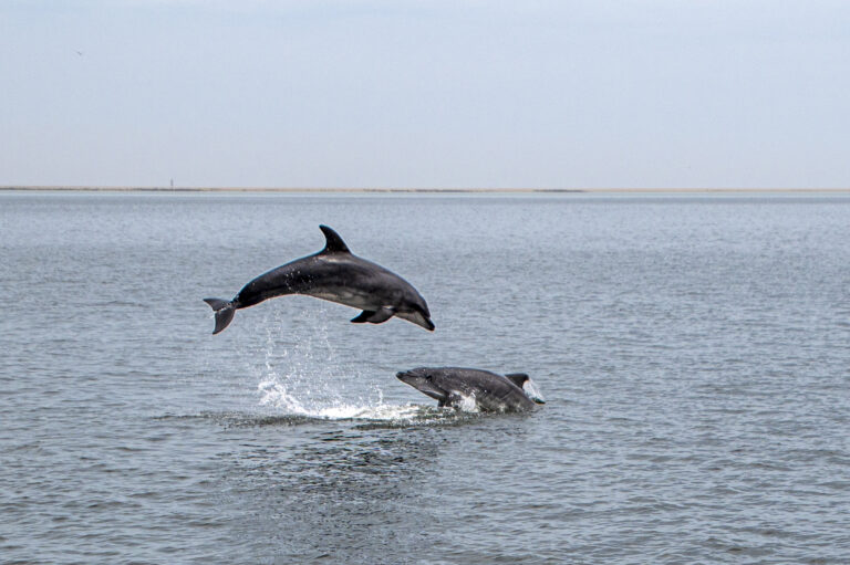 Walvis Bay Delphin