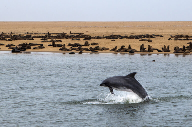 Walvis Bay Delphin und Robben