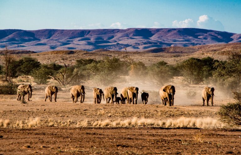 Namibia Wüstenelefanten Herde in der Wüste