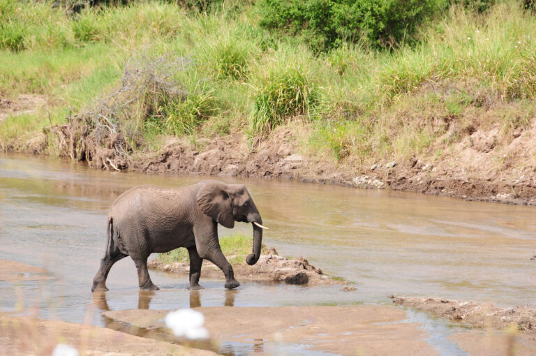 Elefant am Fluss gross