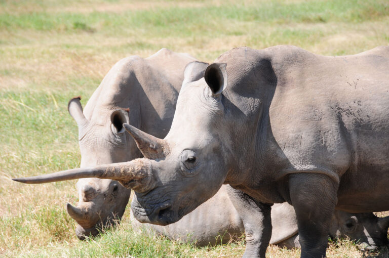 Nashorn mit sehr langem Horn